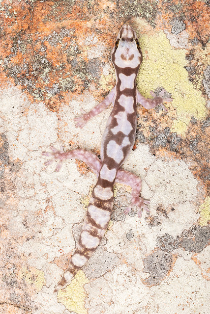 Robust Velvet Gecko - Nebulifera robusta