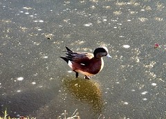 A Wigeon on Ice