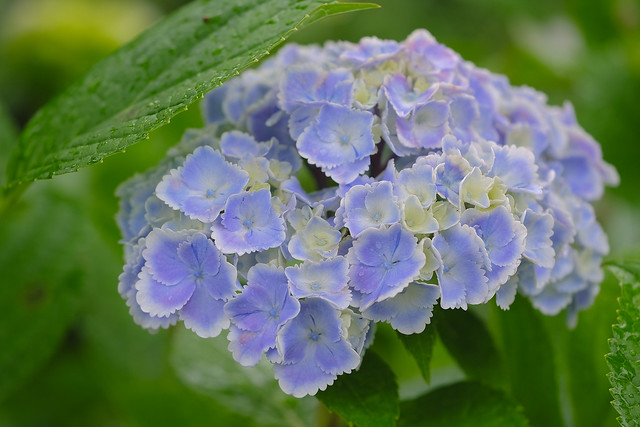 blue hydrangeas