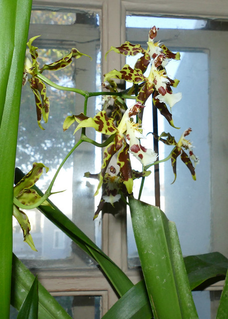 Oncidium hallii species orchid