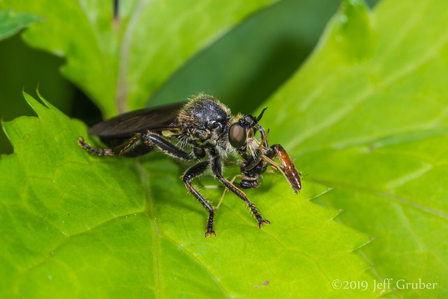 Robber Fly (Echthodopa pubera) with prey