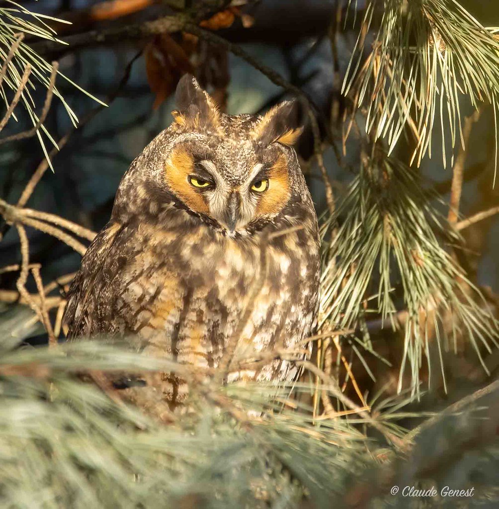 Hibou moyen-duc / Long-eared Owl