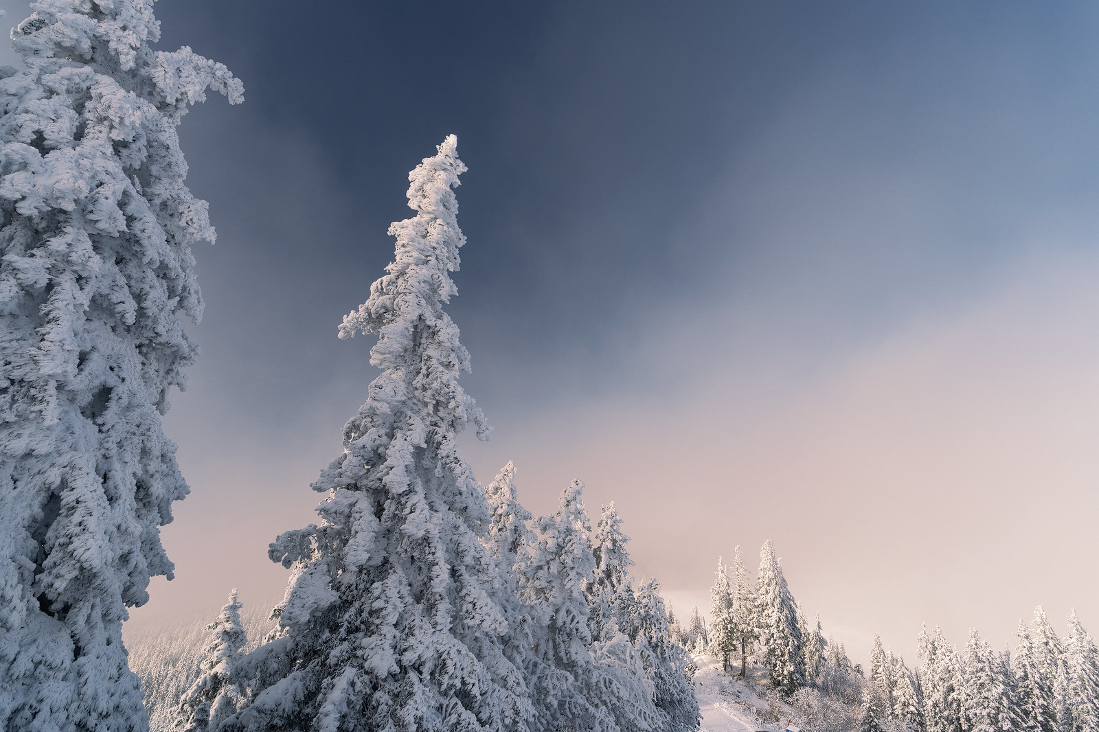 Iced forest - Gurnigel