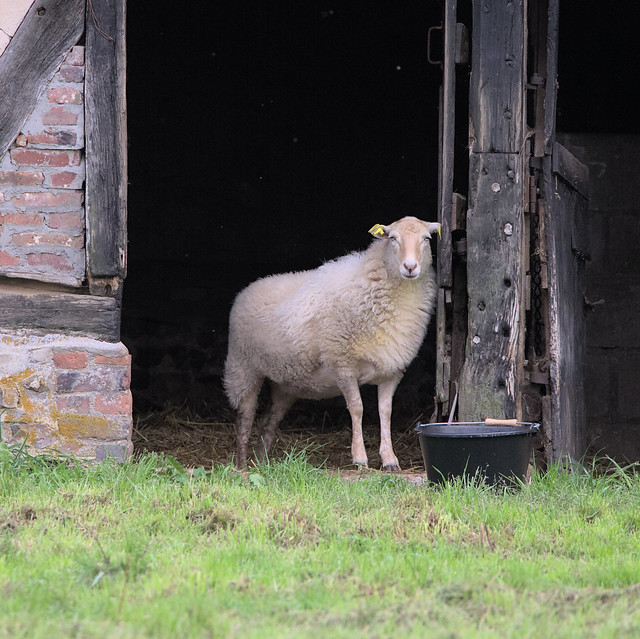 The sheep owns the barn