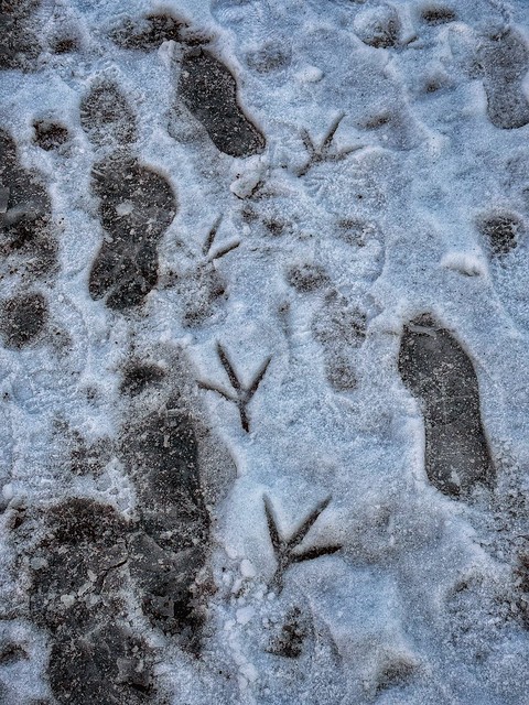 Tracks in the snow