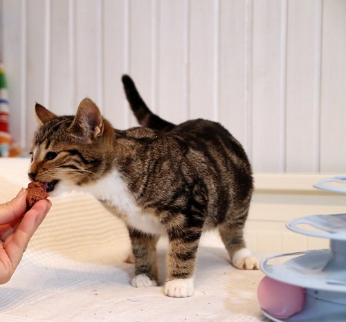 Jacobo, gatito blanquipardo monísimo y activo esterilizado, nacido en Septiembre´22, en adopción. Valencia. ADOPTADO.  52543268759_0875cfc0d6
