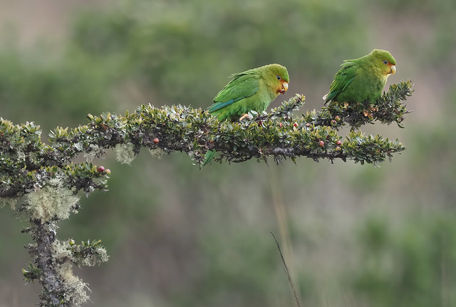 Rufous-fronted Parakeet (Colombia)