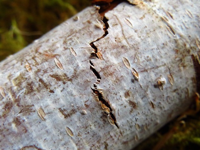 Cracked Birch Bark