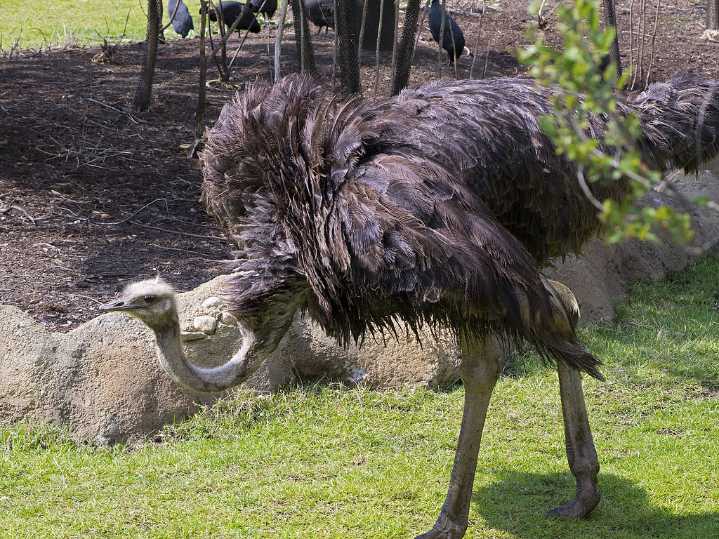 Cincinnati Zoo 08-31-2015 - African Plains - Ostrich 7