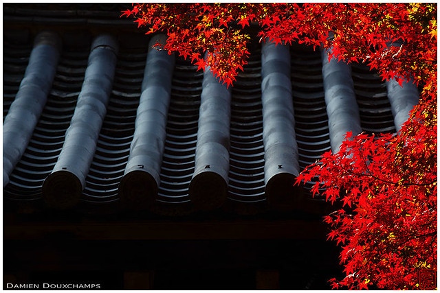 Temple roof in autumn (Rokuo-in 鹿王院)