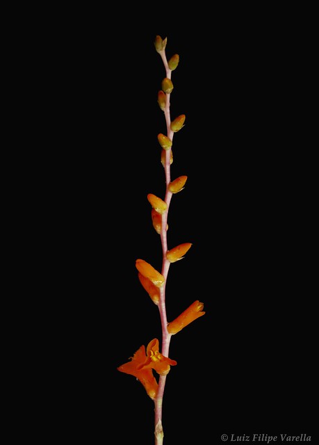 Dyckia remotiflora