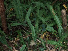 Fishbone fern, Nephrolepis cordifolia