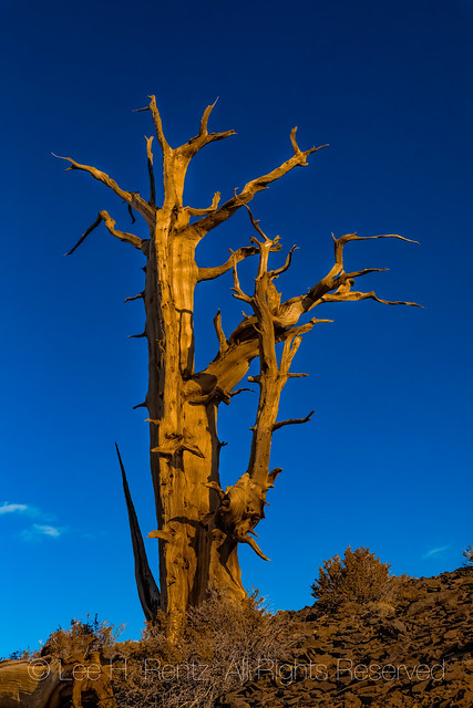 Dead Bristlecone Pine