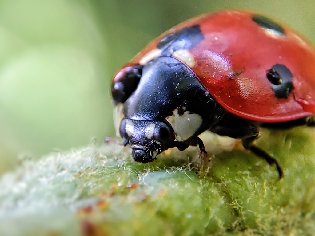 Ladybug 🐞