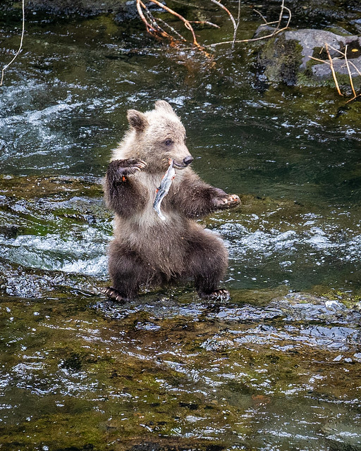 Kung Fu Grizzly