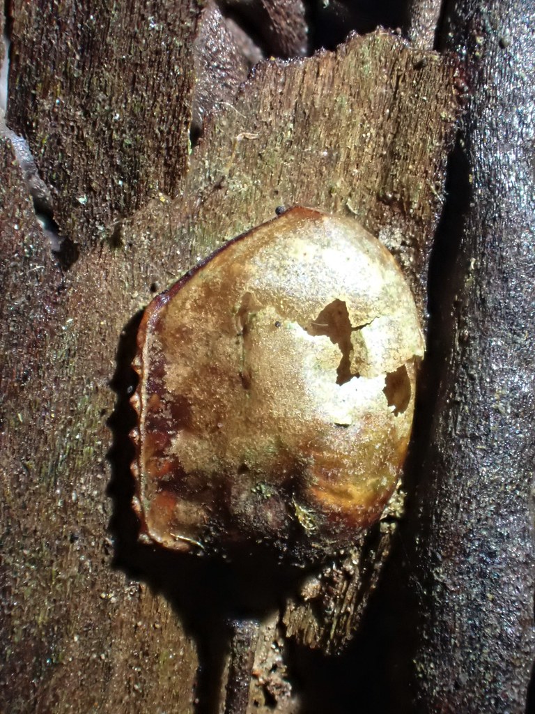 Empty Cockroach ootheca | epitree | Flickr