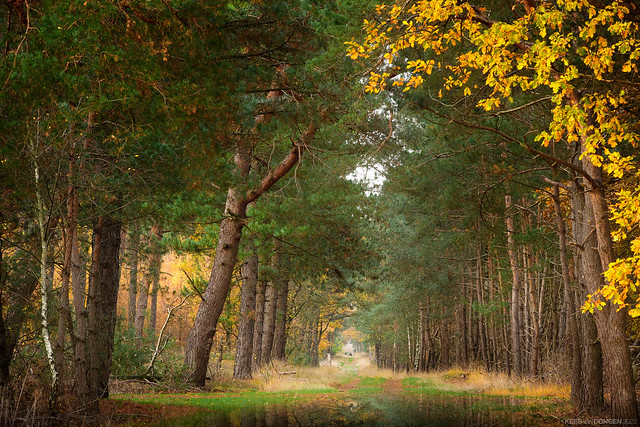 Autumn Woodland II