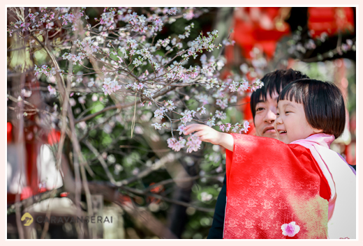 七五三　四季桜が咲く市原稲荷神社（愛知県刈谷市）