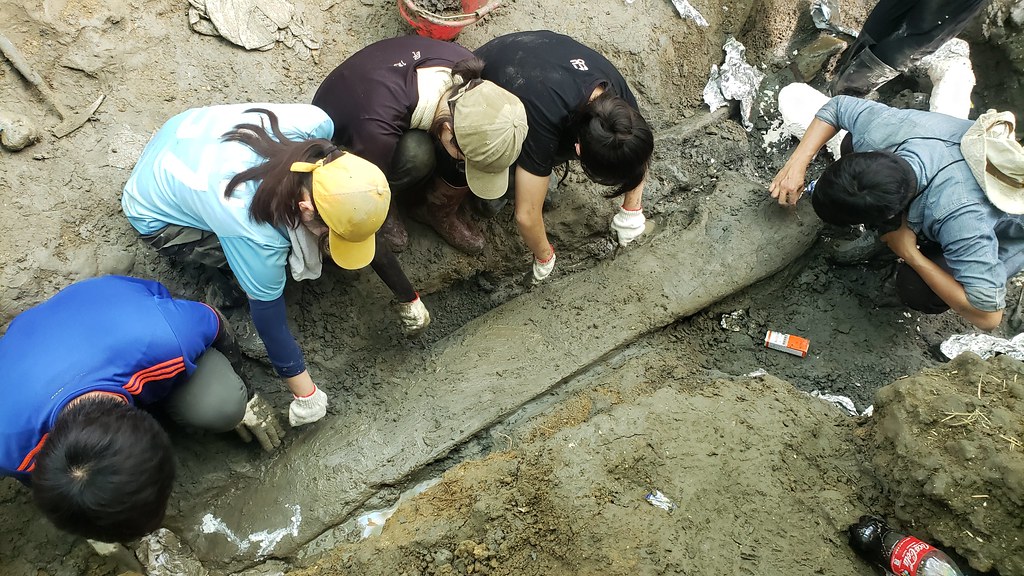 從恆春頭溝發掘出的鯨魚化石標本，距今約8萬5000年，是目前台灣發現最大、最完整的鯨魚化石。圖片來源：國立自然科學博物館提供