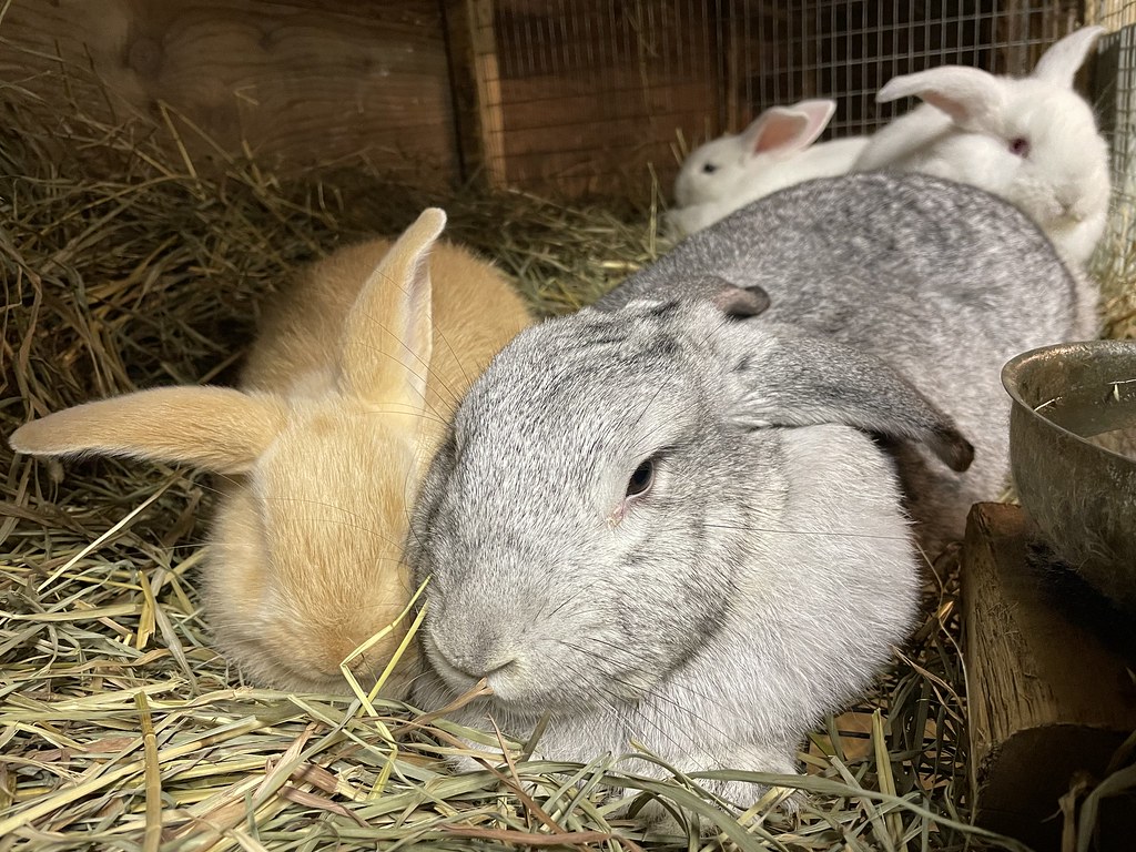 Suprr Rabbit Flickr Rabbits | Kelsey morin | Flickr