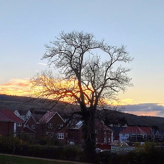 Woodbourough Grange Tree Silhouetted