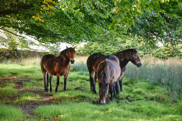 Walking in Somerset and Devon, Exmoor ponies
