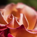 Victorian State Rose Garden 2022-12-03 (R5_99A2091)