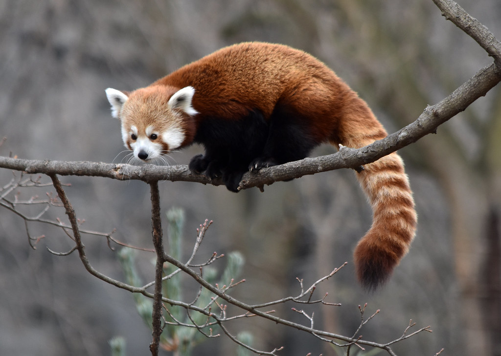 Red Panda | Ginger | Liger 77 (R. Lewis) | Flickr