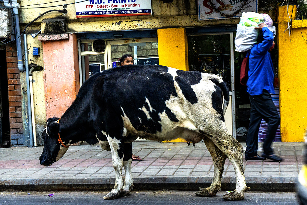 Black and white cow on street on 12-5-22--Bengaluru copy