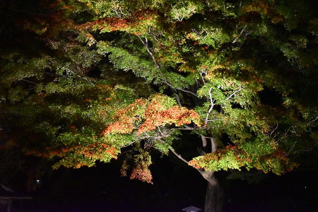 Rikugi-en autumn illumination (六義園 紅葉ライトアップ)
