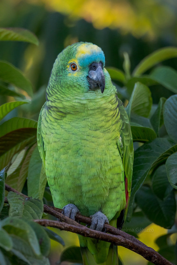Turquoise-fronted Parrot