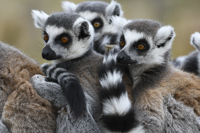 Lemur catta - Ring-tailed Lemur