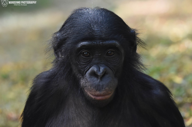 Bonobo - Zoo Koln