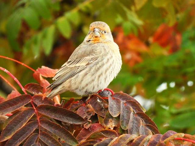 Male Finch in Mountain Ash Tree