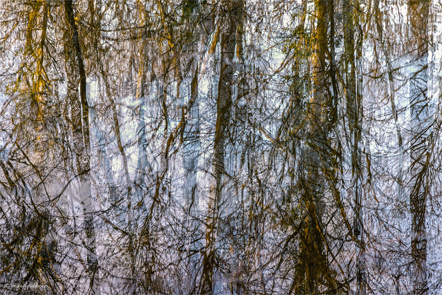 Reflective Pond
