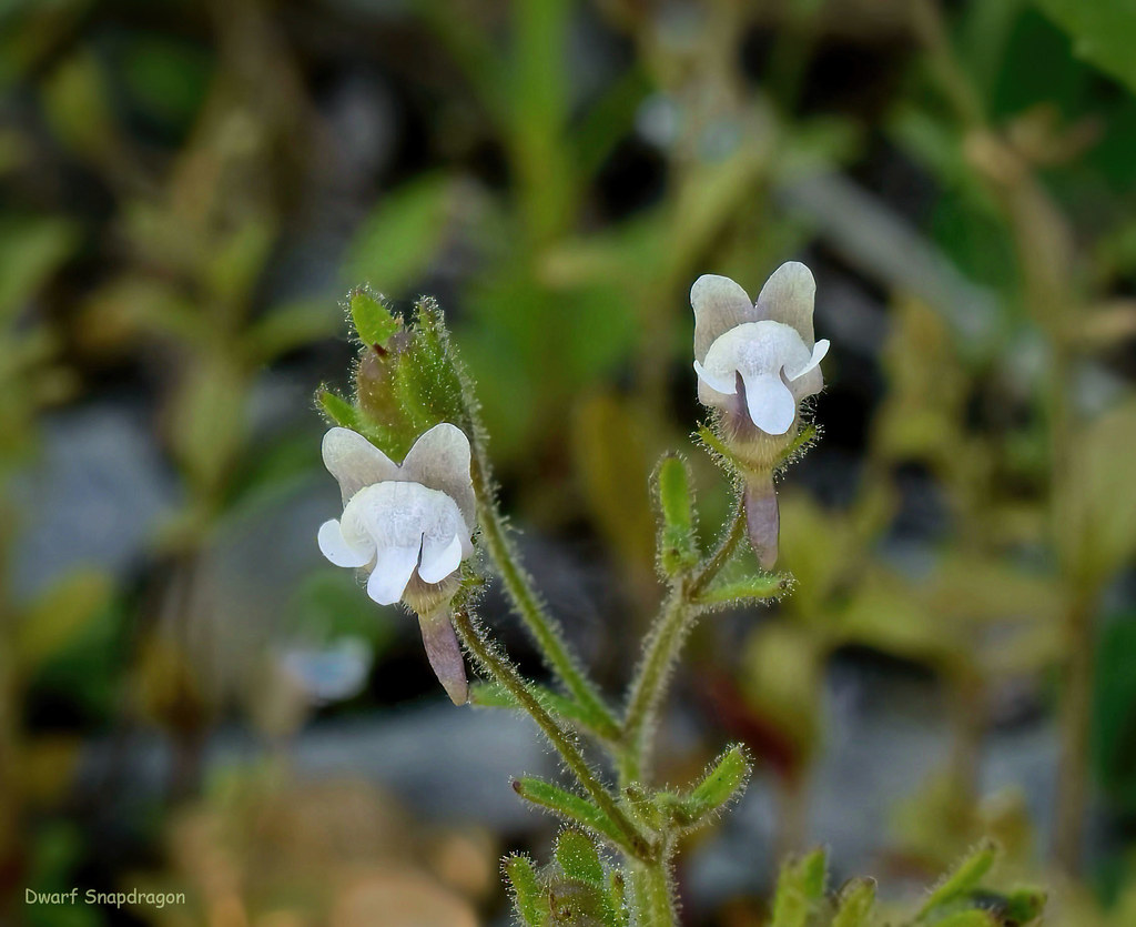 Dwarf Snapdragon  - Chaenorhinum minus - Scrophulariaceae; Figwort family