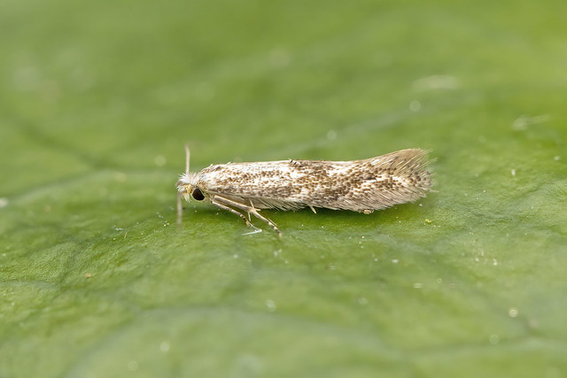14.013 Bucculatrix demaryella, Wyre Forest, Worcestershire