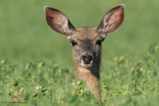 DSC_6556_00001 Mule Deer - Cerf mulet (Odocoileus hemionus)