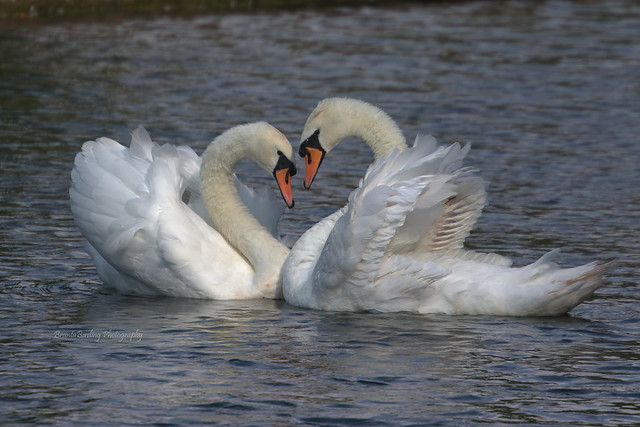 Mute Swans Courting