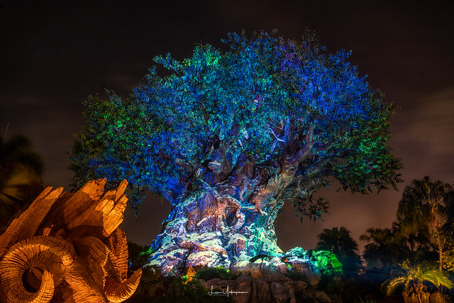 Walt Disney World 2022 - Animal Kingdom Tree of Life 01
