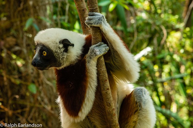 Lemur Close Up
