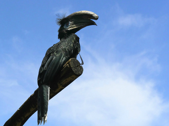 Black-casqued hornbill. This is the male.