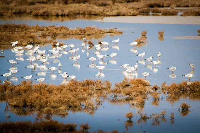 Black-headed Gulls In Wetland (in explore)