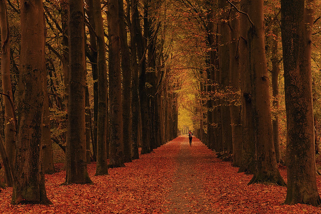 Jogging between a wall of trees