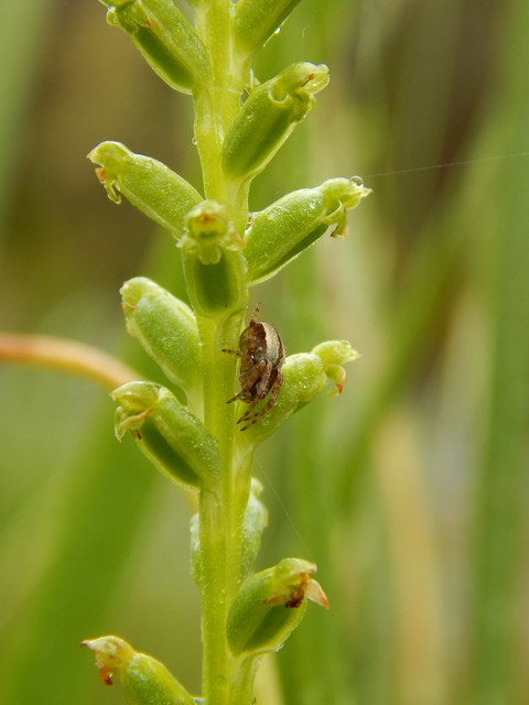 DSCN8974 Common onion orchid Microtis unifolia with spider PMR