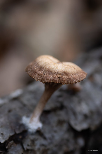 Mushroom-