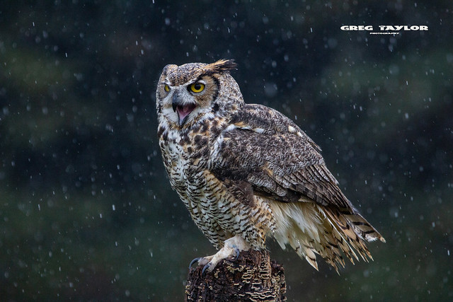 Great Horned in the Rain