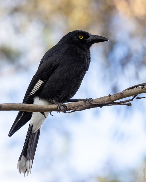 Pied Currawong. Found in the Katoomba Cascades area. #piedcurrawong #birdlovers