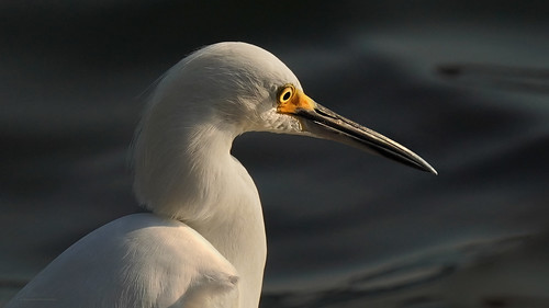 snowyegret egret heron sandkey bird a6400