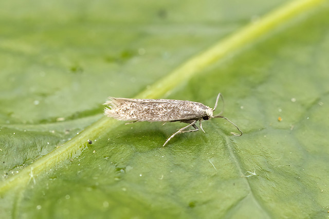 38.037 Elachista canapennella, Wyre Forest, Worcestershire